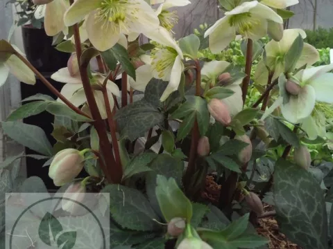 Helleborus nigercors 'Magic Leaves'