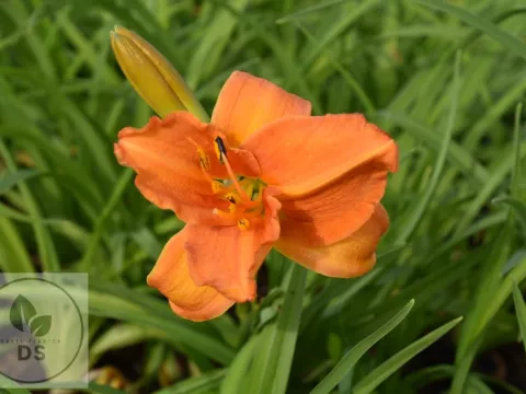 Hemerocallis 'Mauna Loa'