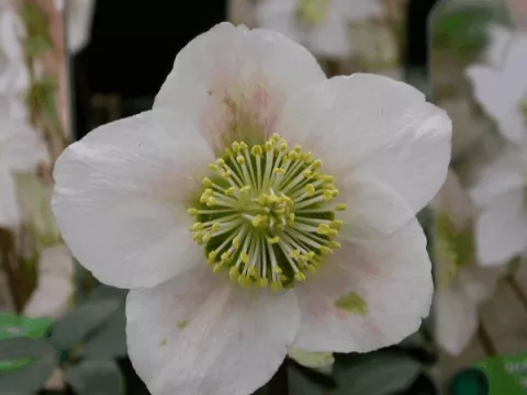 Helleborus niger