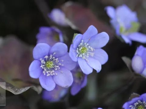 Hepatica nobilis