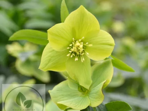 Helleborus odorus