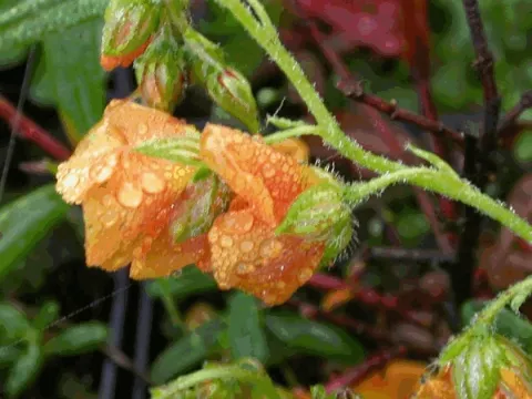 Helianthemum 'Orange Double'