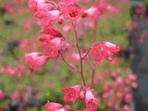 Heuchera briz. 'Pluie de Feu'