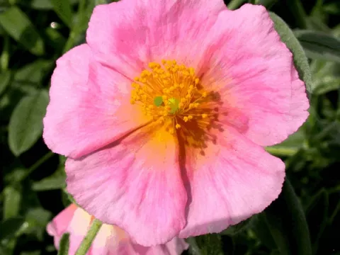 Helianthemum 'Pink Double'