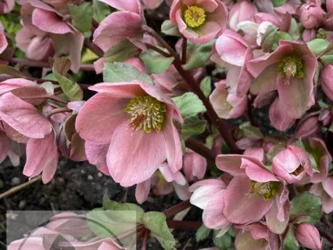 Helleborus ericsmithii 'Pirouette' PBR