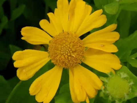 Helenium aut. 'Pumilum Magnificum'