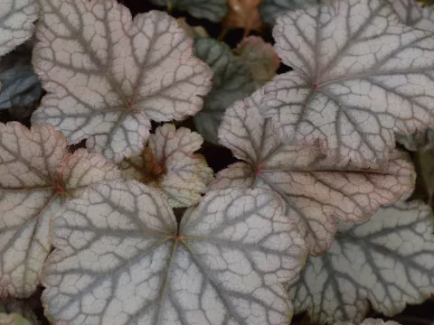 Heucherella 'Quicksilver'