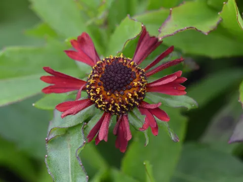 Helenium hybr. 'Ruby Tuesday'