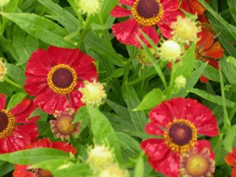 Helenium hybr. 'Rubinzwerg'