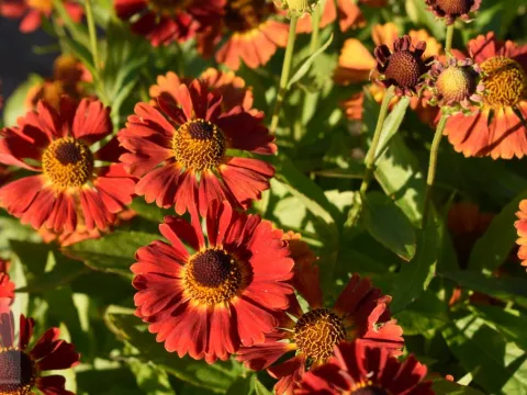 Helenium hybr. 'Salsa'