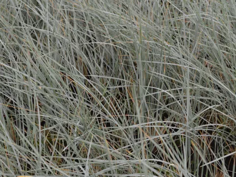 Helictotrichon semp. 'Saphirsprudel'