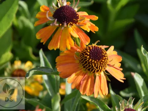 Helenium hybr. 'Short and Sassy'