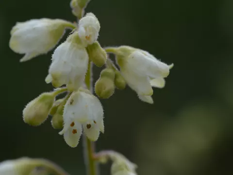 Heuchera briz. 'Schneewittchen'