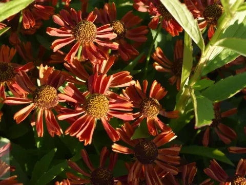 Helenium hybr. 'Siesta'