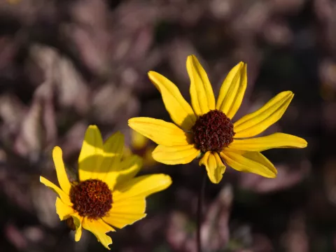 Heliopsis hel. 'Summer Pink'