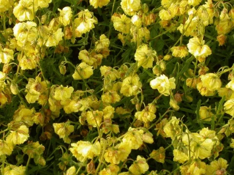 Helianthemum 'Sulphureum Plenum'