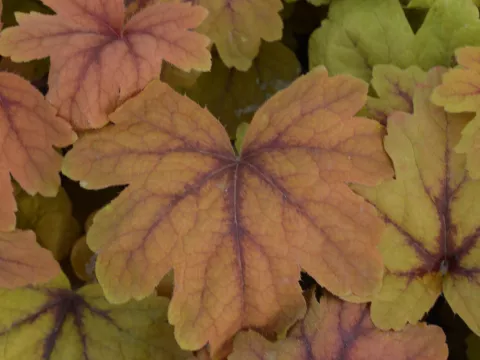 Heucherella 'Sweet Tea'