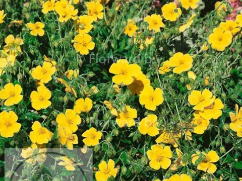 Helianthemum 'Sterntaler'