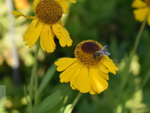 Helenium bigelovii 'The Bishop'