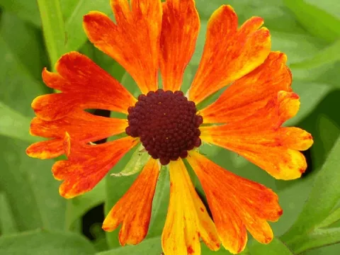 Helenium hybr. 'Waltraut'