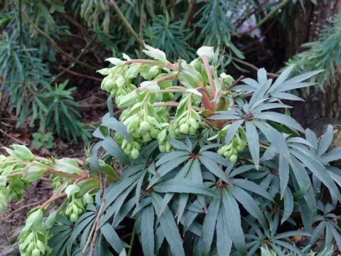 Helleborus foetidus 'Wester Fliske'