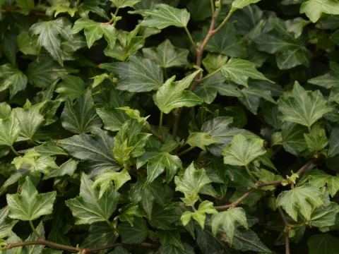 Hedera helix 'Woerner'