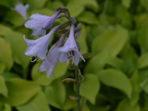 Hosta 'August Moon'