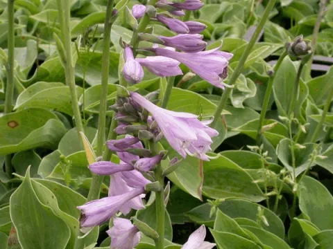 Hosta 'Blue Cadet'