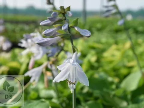 Hosta 'Blue Umbrellas'