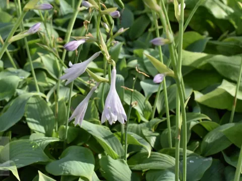 Hosta 'Fragrant Blue'