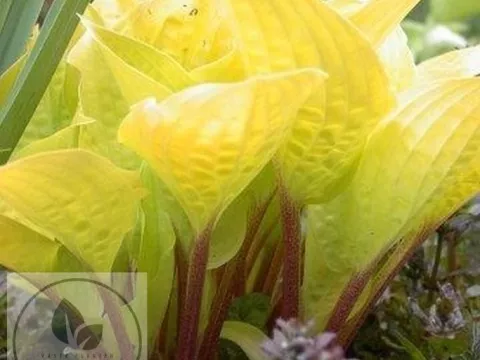 Hosta 'Fire Island'