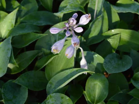 Hosta 'Halcyon'