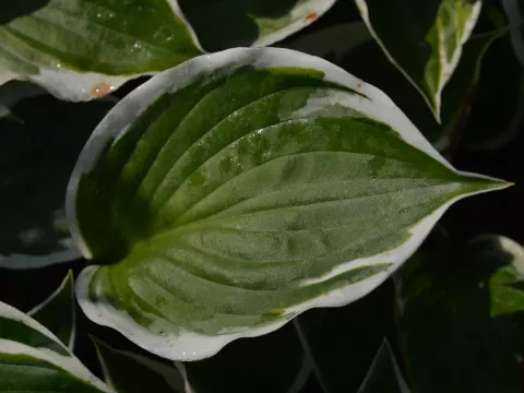 Hosta fortunei 'Patriot'
