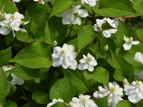 Houttuynia cordata 'Plena'