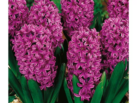 Hyacinthus jac. 'Anna Lisa'