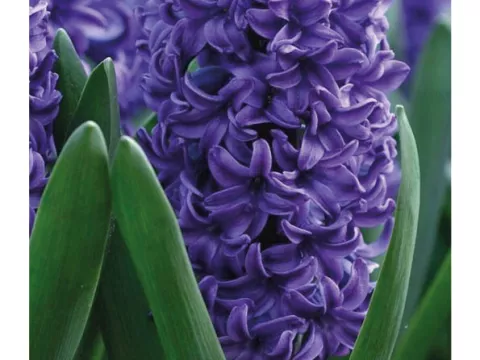 Hyacinthus jac. 'Blue Trophy'