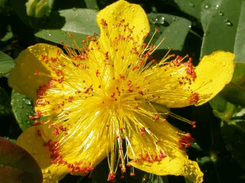 Hypericum calycinum