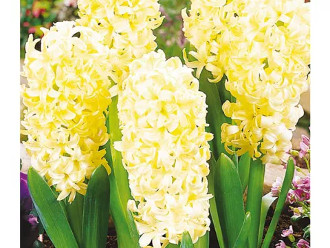 Hyacinthus jac. 'City Of Haarlem'