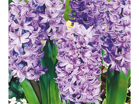 Hyacinthus jac. 'Delft Blue'