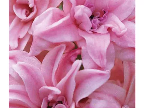 Hyacinthus 'Double Pink'