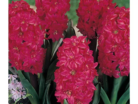 Hyacinthus 'Hollyhock'