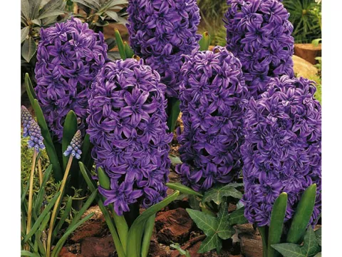 Hyacinthus jac. 'Marie'