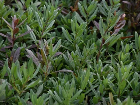 Hyssopus officinalis