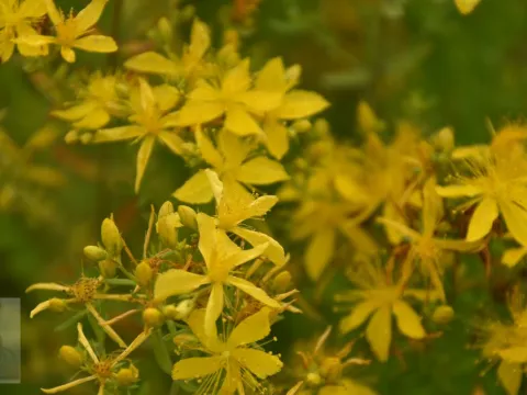 Hypericum perforatum