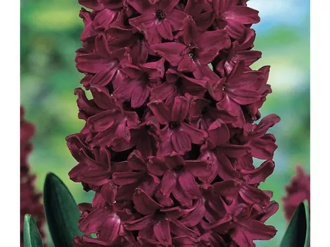 Hyacinthus jac. 'Woodstock'