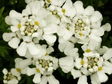 Iberis semp. 'Fischbeck'