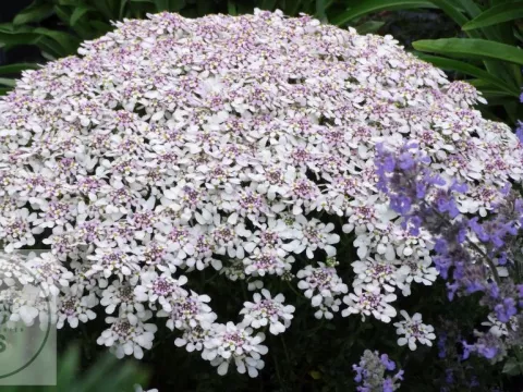 Iberis semp. 'Pink Ice'