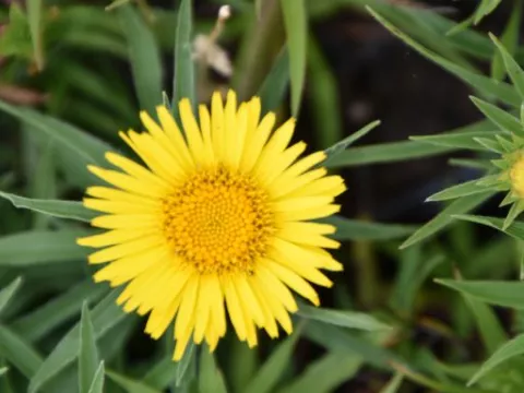 Inula ensifolia