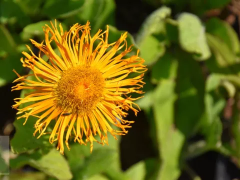 Inula orientalis