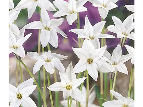 Ipheion 'White Star'